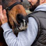 Probiotiques pour Chevaux : Bienfaits, Quand et Comment les Administrer